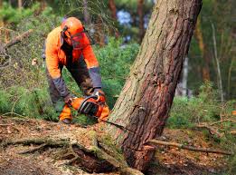 Best Tree Health Inspection  in Gardena, CA